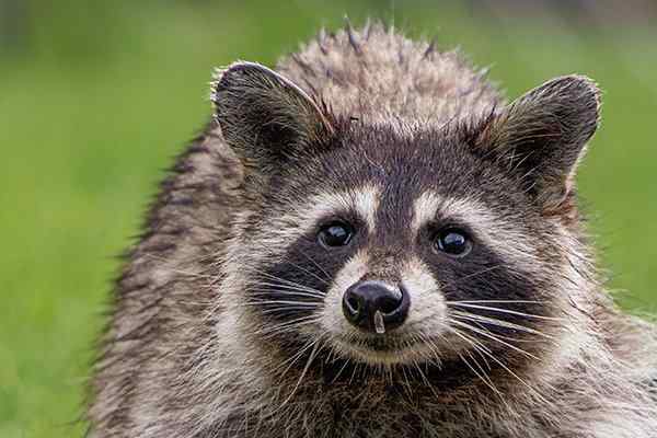 are raccoons as smart as dogs