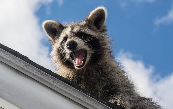 raccoon with its mouth open