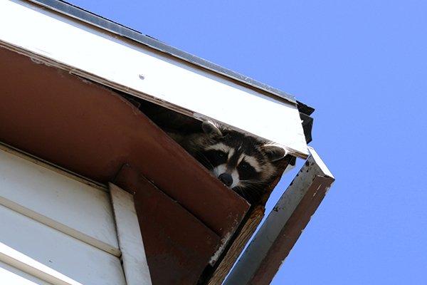 raccoon hiding in roof