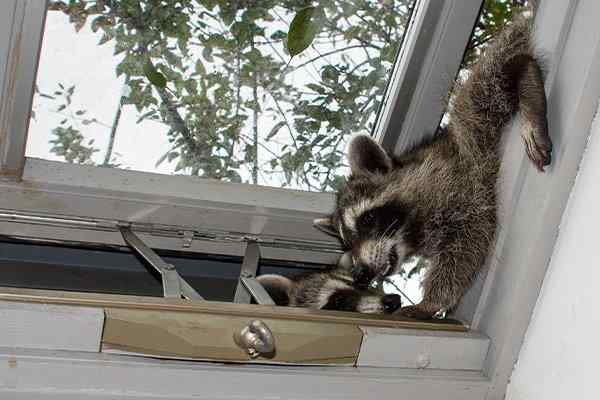 raccoons invading a home