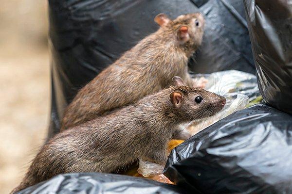 two rats crawling on trash