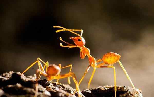 rad imported fire ants fighting on a leaf