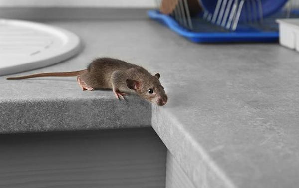 rat on kitchen counter