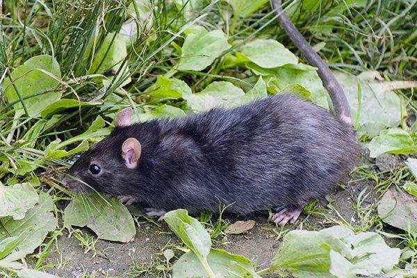 2021 Cost to Exterminate Rats - Rat Exterminator Cost