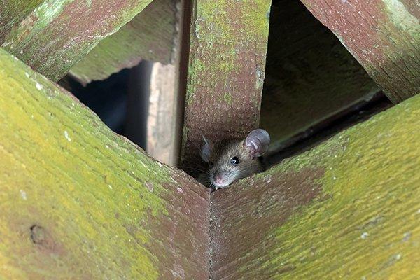 a roof rat hiding in rafters of a home