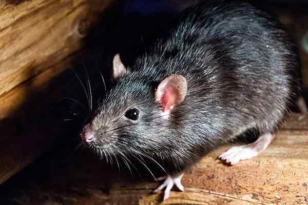 Three rats in rat glue traps. Dead rats on rat glue traps. Rats are a  nuisance in the house. Stock Photo