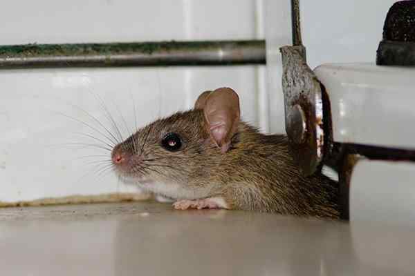 a roof rat crawling in a kitchen