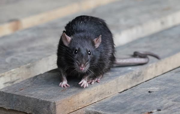 The Best Way To Catch Rats & Rodents In Your Home