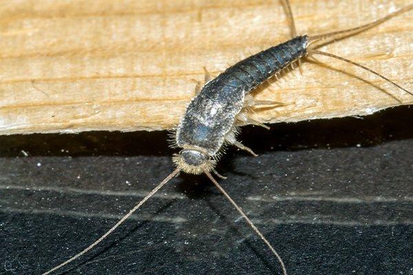 Silverfish: How to Get Rid of Silverfish in the Home