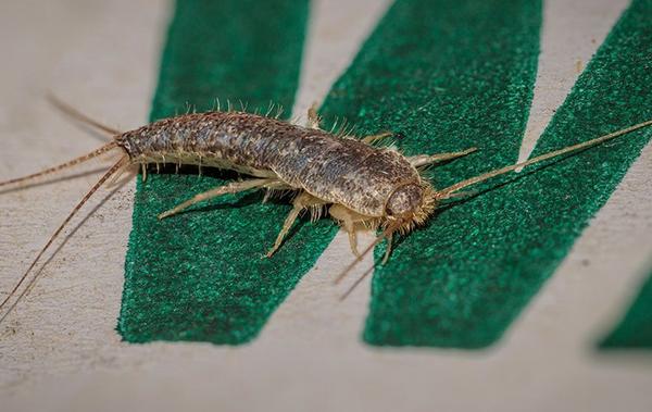 silverfish on letter