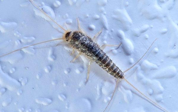 silverfish on a bathroom wall