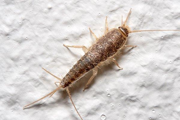 silverfish in bathroom