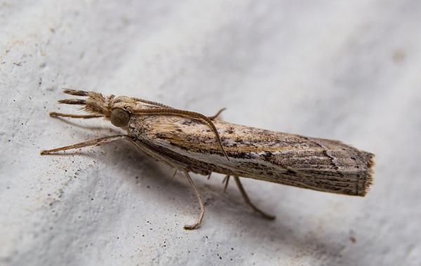 Profile - Armyworms