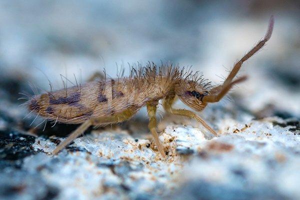 springtail control and treatments for the home yard and garden