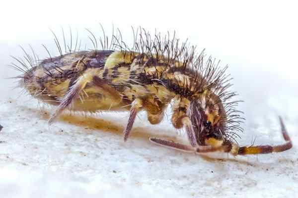 a springtail crawling on the ground