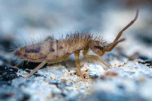 springtail crawling on the ground