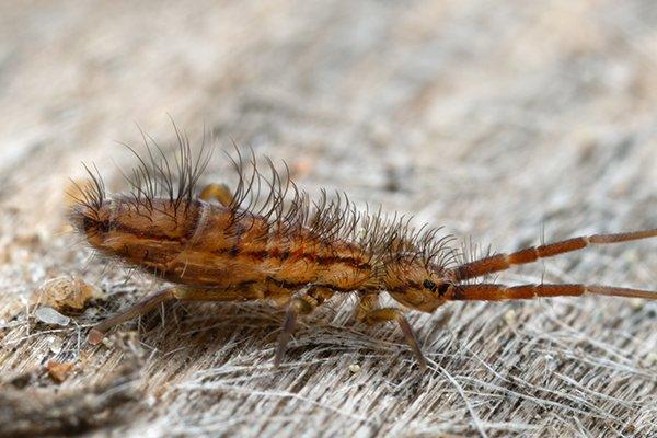 Springtails - The harmless critter in the soil