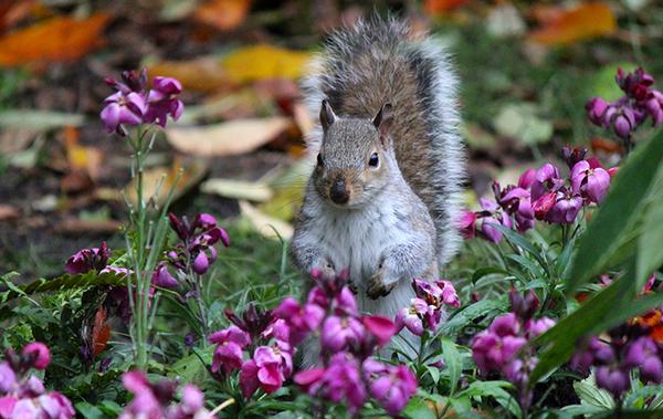 a squirrel in a flower bed at a home