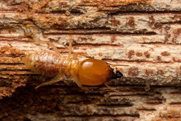 a termite crawling on damaged wood
