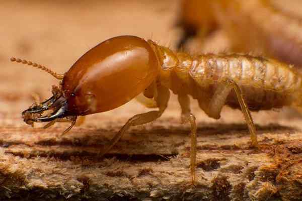 termite chewing wood