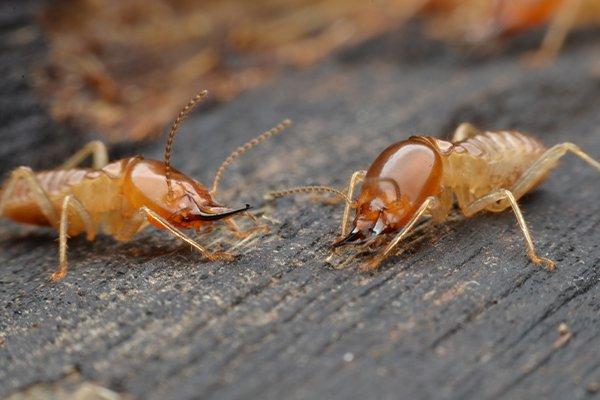 two termites crawling on a porch