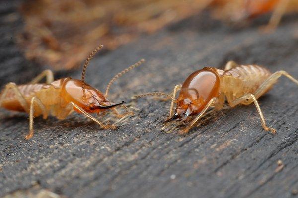 termites on wood table