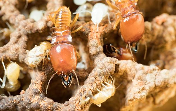 termites and larvae in nest