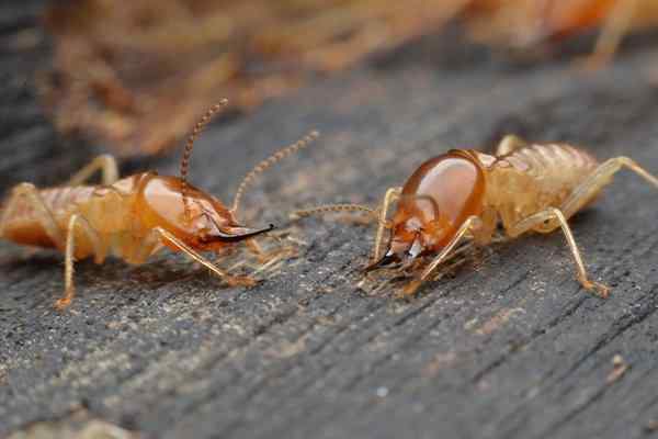 termites crawling on a wooden table