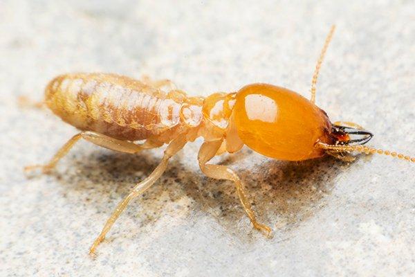 termite crawling in a house