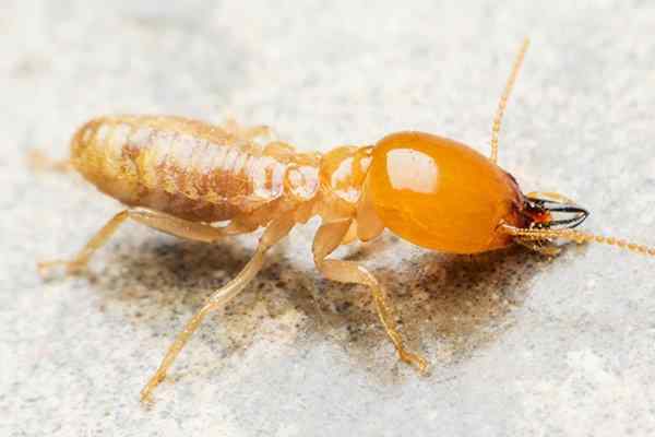 a termite crawling on a kitchen surface