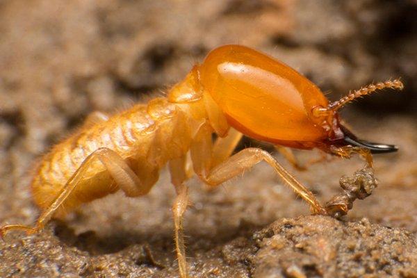 termite crawling on damaged wood