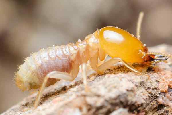 a termite crawling on wood