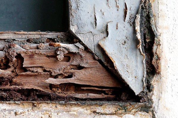 termite damage on a house