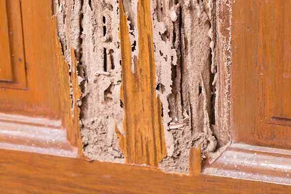 termite damage on kitchen cupboards