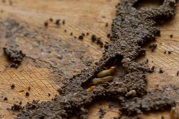 termites and mud tubes on wood