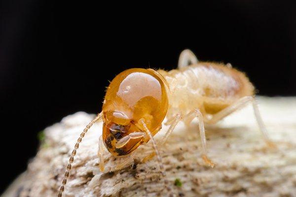 up close image of a termite in a nest destroying wood