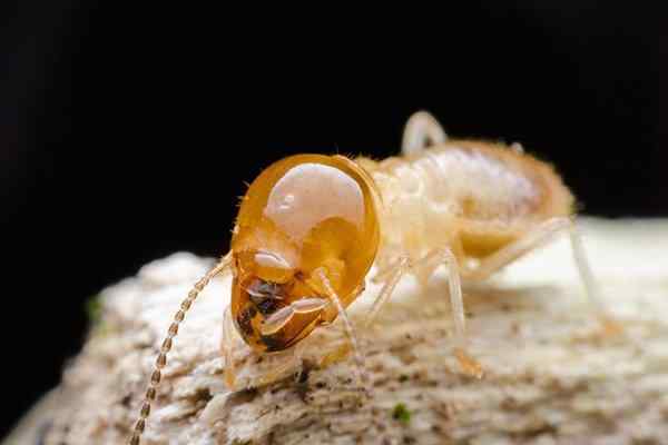 termite crawling on chewed wood