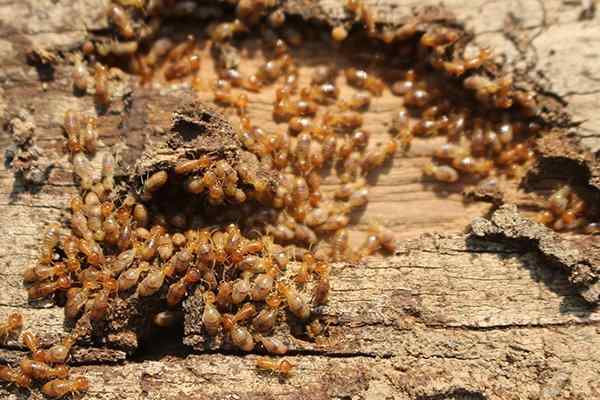 a termite infestation in wood