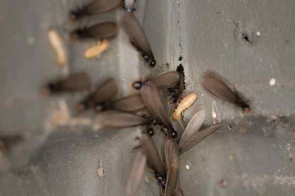 termite swarmers trying to get into a house