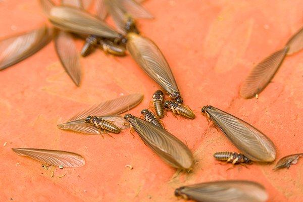 how to get rid of termite swarmers