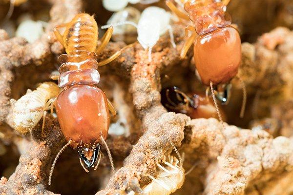 termites crawling in wood