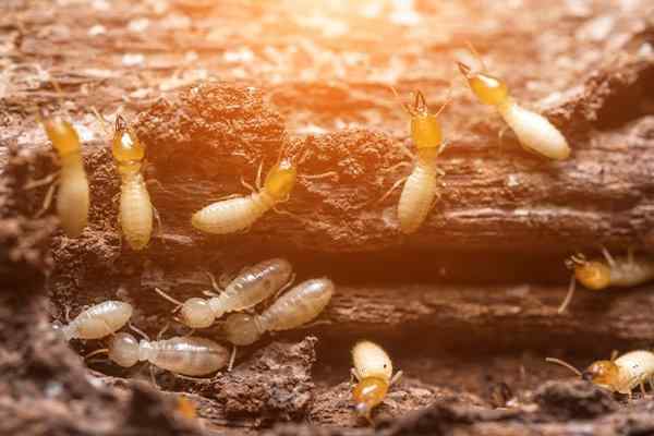 termites damaging wood in a home