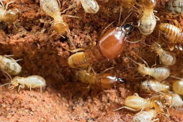a colony of termites destroying wood