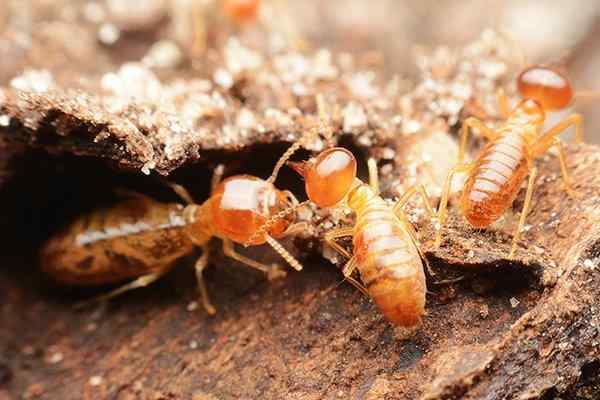 termites chewing wood