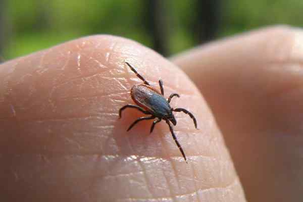 a tick crawling on a finger