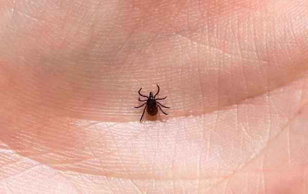 a tick crawling on a residents hand