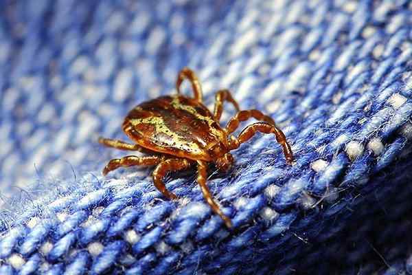 tick crawling on pants