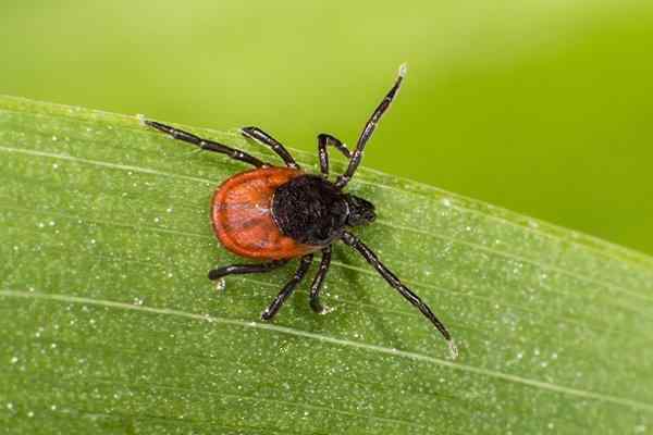 tick crawling on grass in a yard
