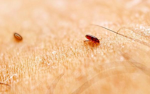 Blog - What It Takes To Get Rid Of A Flea Infestation In Your Pearland Home