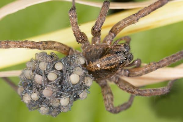 wolf spider carrying young